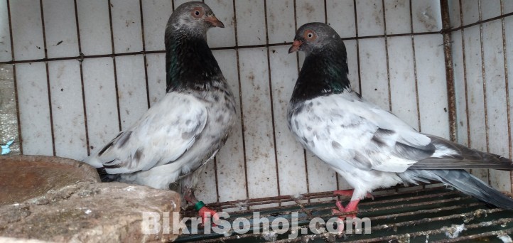 Giribuz pigeon pair